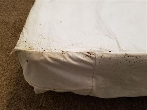 Awful Bed Bug Infestation. : r/oddlyterrifying