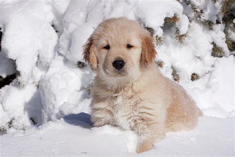 Golden Retriever Puppy Sitting In Snow, Illinois, Usa Photograph by Lynn M. Stone / Naturepl.com ...