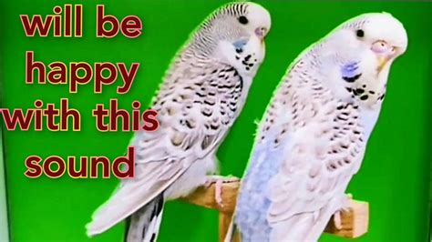 love birds sounds/budgies singing/budgie sounds/love bird sounds ...