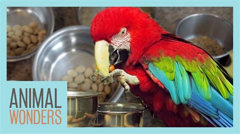 Preparing A Proper Parrot Diet – HousePetsCare.com