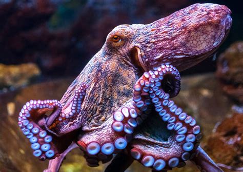 Octopus Aquarium | Aquarium Architecture