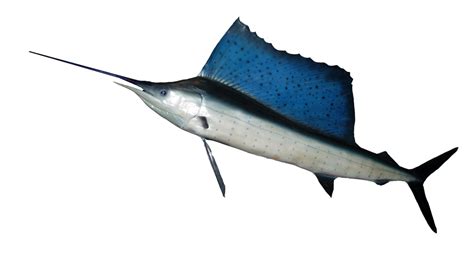 Sailfish - Wikipedia