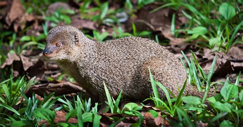 Hawaii Mongoose - Maui Animal of the Month