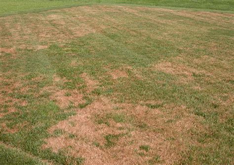 Brown Patch Disease on Your Lawn | Lawn Care Tips | Weed Man