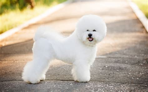 Download wallpapers Bichon Frise, 4k, furry dog, pets, dogs, cute animals, white dog, Bichon ...