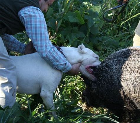 Dogo Argentino...photo appreciation***warning some graphic hunting photos*** | Mastiff Forum