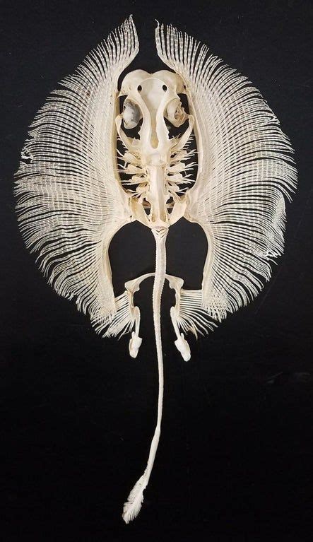 Stingray skeleton : interestingasfuck in 2021 | Animal skeletons ...