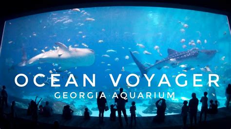 Georgia Aquarium Ocean Voyager