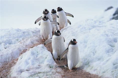 Gentoo Penguin Habitat