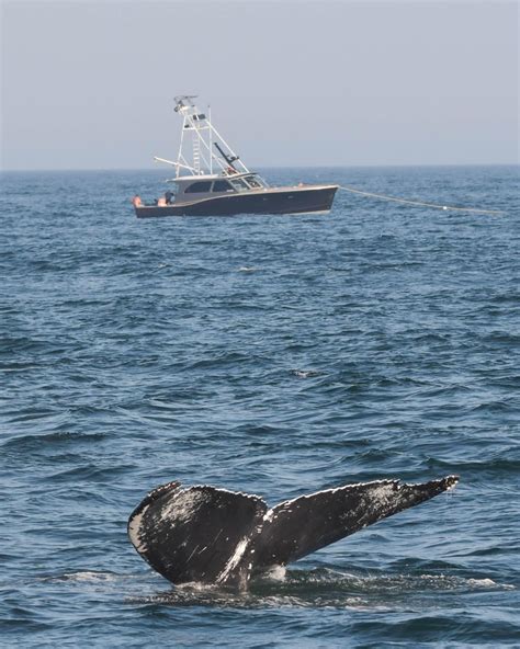 Newburyport Whale Watch, Newburyport, Massachusetts, United States ...