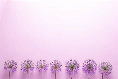 Download Purple Minimalist Flower Computer Wallpaper | Wallpapers.com