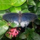 The Butterfly House - 55 Reviews & 103 Photos - Botanical Gardens ...