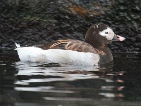 Birds of The World: Sea Ducks (Anatidae)