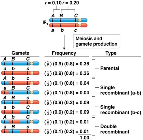 Basic Genetics for University: Classical Gene Mapping