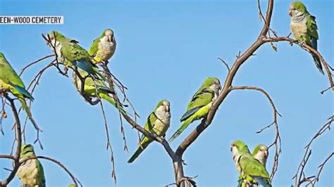 Brooklyn: The monk parakeets that call Green-Wood Cemetery home – NBC New York