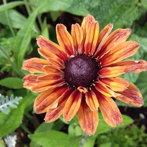 Rudbeckia hirta 'Sahara Mix', Coneflower 'Sahara Mix' in GardenTags plant encyclopedia