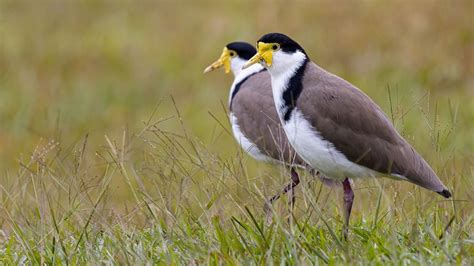 Swooping plovers embraced as educational opportunity by Allendale East family day care centre ...