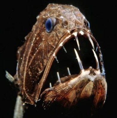 20 Fangtooth Fish Facts to Know What this Creature is | Fish, Creatures ...