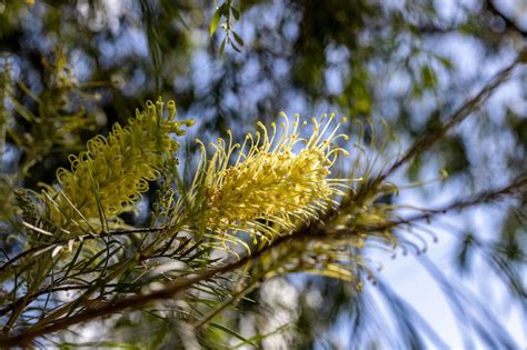 Grevillea Varieties in Australia: Complete Guide | Ultimate Backyard