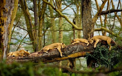 Sleeping Lions Wallpapers | HD Wallpapers | ID #13968