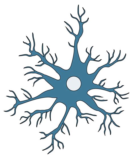 Astrocyte Markers | Antibodies.com