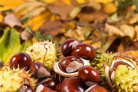 Dog owners warned over ‘highly poisonous’ conkers - Surrey Live