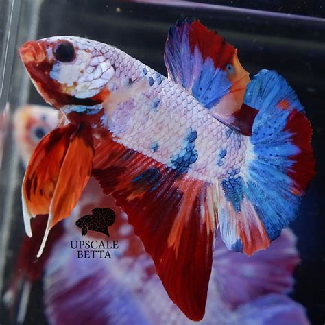 Easy And Quick Betta Fish Fin Rot Treatment You Should Know - Upscale Betta