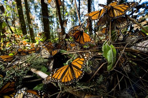 Climate change, pesticides put monarch butterflies at risk of extinction