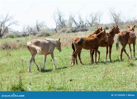 Horse, Equine, Nag, Hoss, Hack, Dobbin Stock Photo - Image of dust, meadow: 121103292