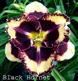 Black Hornet – nonniesdaylilygardens.com