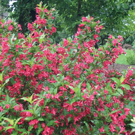 Sonic Bloom Red Weigela - Garden Adventures Nursery