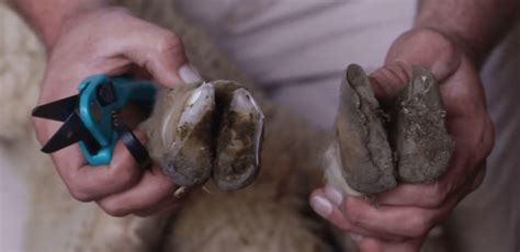 Hoof Care—Treatment and Prevention | OSU Sheep Team