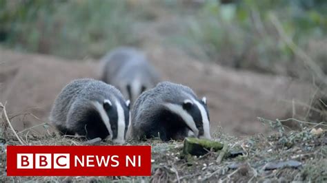 Badger baiting: Stepping up the fight - YouTube