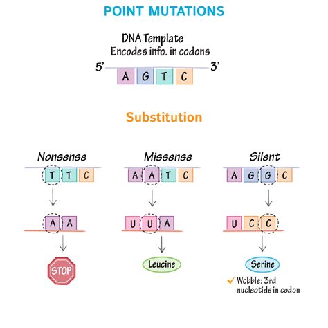 Cell Biology Glossary: DNA Mutations | ditki medical & biological sciences