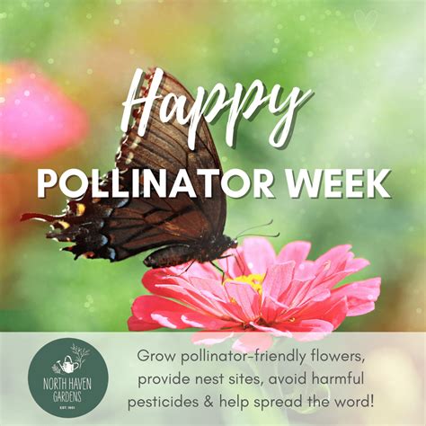 Happy Pollinator Week | North Haven Gardens