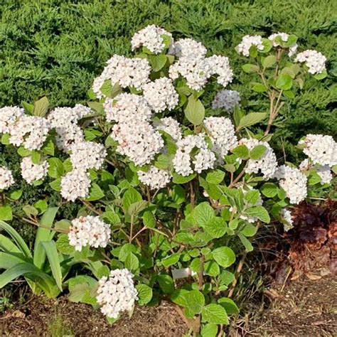 Prague Viburnum - Garden Center Point