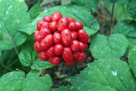 1/4 LB Premium American Ginseng Seeds