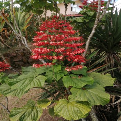 Clerodendrum paniculatum (Pagode flower) | Seeds Del Mundo