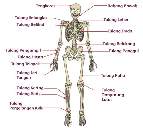 Fungsi Tulang (Halaman 68) - BELAJAR KURIKULUM 2013