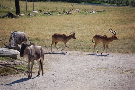 Image result for toledo zoo wildebeest | Zoo, Wildebeest, Toledo