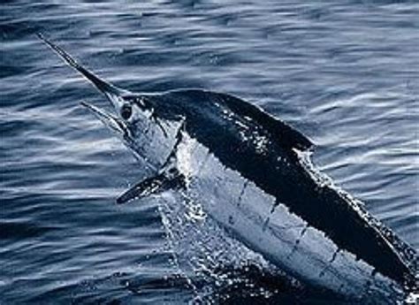 Atlantic Blue Marlin Information and Picture | Sea Animals