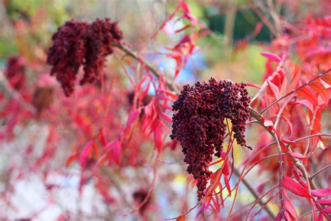 True Colors: 9 Best Shrubs for Fall Foliage: Gardenista