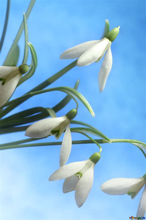 Backgrounds with flowers of snowdrops image flowers background images snow № 38230 | torange.biz ...