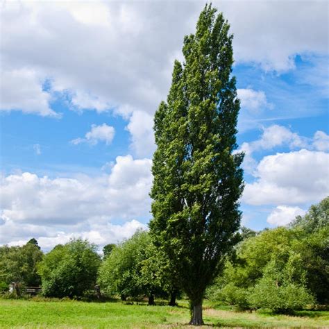 Lombardy Poplar Trees for Sale – FastGrowingTrees.com