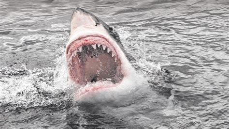 Australia’s horror shark statistics | Queensland Times