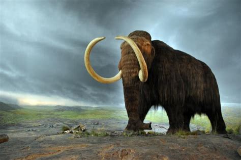 Ancient Elephant-like Fossil Discovered in New Mexico - IBTimes India