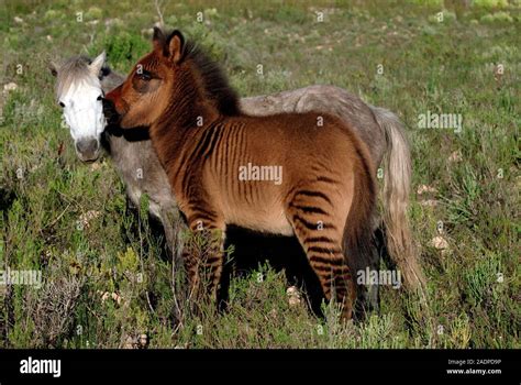 Zony (Equus sp.) standing with a pony (Equus caballus). A zony (seen ...