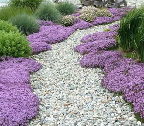 Creeping Thyme thymus Serpyllum 100seeds - Etsy | Creeping thyme ...