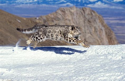 Fun Facts About Snow Leopards That Might Surprise You