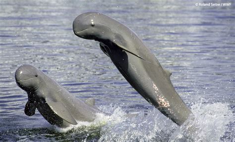 Irrawaddy Dolphins in the Philippines – The Maritime Review